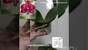 Phalaenopsis Yaphon Black Snake "Mainshow" #2