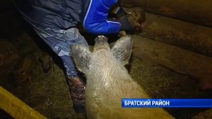 Разведение полосатых поросят