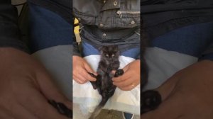 Упражнение для задних лап котят