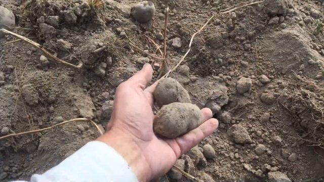 БУЛЬБА(картофель) 2022 смотреть онлайн