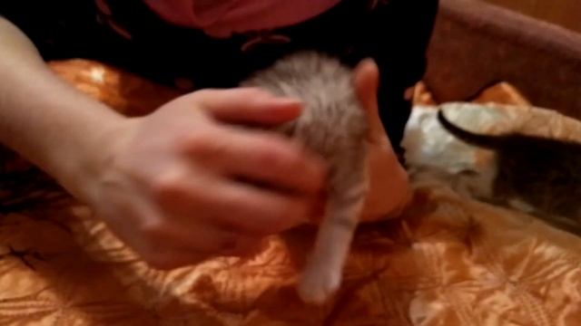 Шотландские котята - 2 недели !