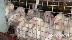 Переводим бройлерную птицу на фракцию Рост от Премикорм/ Радуемся приростам/ Содержание бройлера