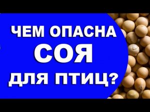 Чем опасны бобовые для птицы? ВРЕД ИЛИ ПОЛЬЗА? Можно ли вместо кукурузы давать горох?