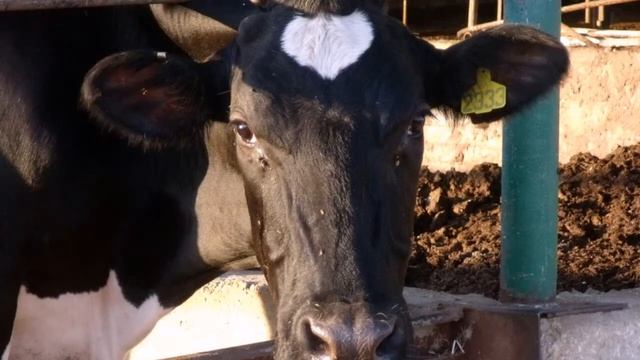 Fujifilm FinePix_ J250 смотреть онлайн