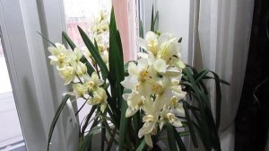 Орхидея цимбидиум. Цветение и немного о моем уходе