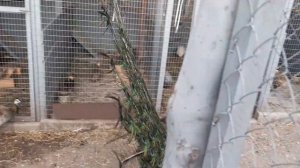 Охотничий фазан. Всё взрослое поголовье