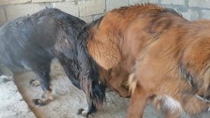 вязка, тибетский мастиф, Tibetan mastif