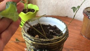 "Американские" цветочки через 2 месяца. Герань, плющ садовый и сансевиерия!