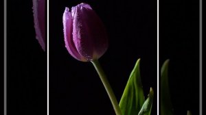 Purple Tulips