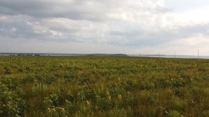 Поле подсолнухов