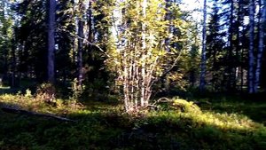 Охота на лося 2021 г. (проверка мест обитания) Охота с мелкашкой тоз 78-04 на рябчика!