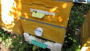 август на пасеке - после пижмы ставлю пластины от клеща Амипол и смотрю осыпь клеща