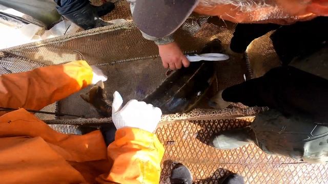 Бонитировка огромных Белуг и осетров смотреть онлайн