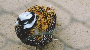 Zoo game and song for children | Учим названия животных на английском языке