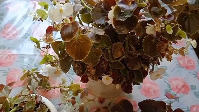 Обрезала Бегонию на зиму. Занесла со двора в дом. ??