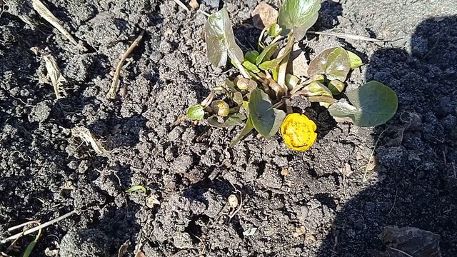 ЛЮТИКИ, ЦВЕТОЧКИ. смотреть онлайн