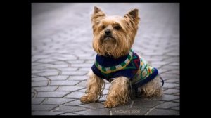 Йоркширский терьер!!