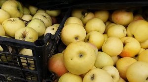 Зимние сорта яблок. Собираем урожай вовремя. Сьемная зрелость.
