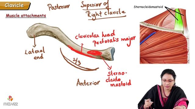 Clavicle Bone Anatomy: Bony Landmarks and Articulations, Functions, Attachments, Clinical aspects смотреть онлайн