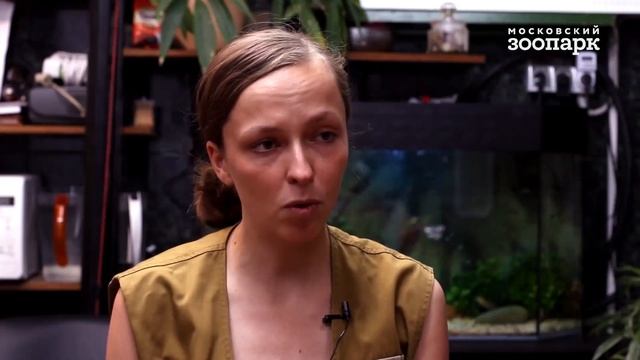 Московский зоопарк (Moscow Zoo) 2019 смотреть онлайн