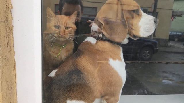 Собака с олимпийским спокойствием на Кармелюка смотреть онлайн