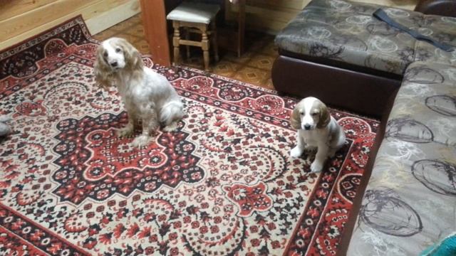 Русский Охотничий Спаниель 2 мес. Тренируем выдержку