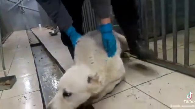 Спасли девочку Алабая смотреть онлайн