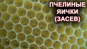 Пчелиные яички. Как выглядит пчелиный засев.