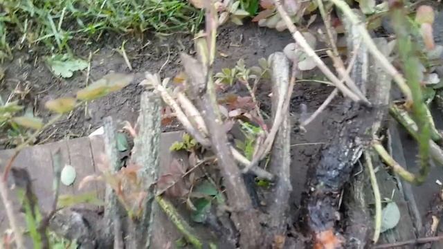 Ничего себе корешки , какие корни у старой розы . Rosa . смотреть онлайн