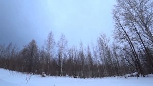 Рабочий манок на ворону (тест манка для друга)