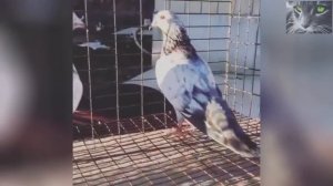 Приметы про голубей. Птицы мира. Посланники небес.