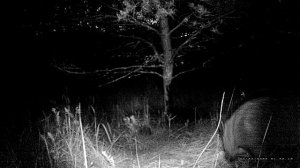 Кабан пришёл на чесалку, а за ним лосиха