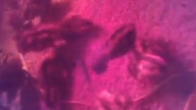 Перепелка из Инкубатора смотреть онлайн