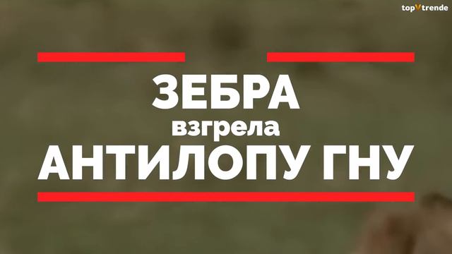 Разорвали на Куски! СУМАСШЕДШИЕ битвы Животных, Снятые на Камеру смотреть онлайн