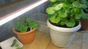 Розебудные пеларгонии.  Обрезка в феврале.