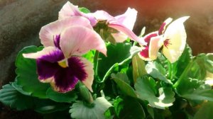 9.Pansy care update.