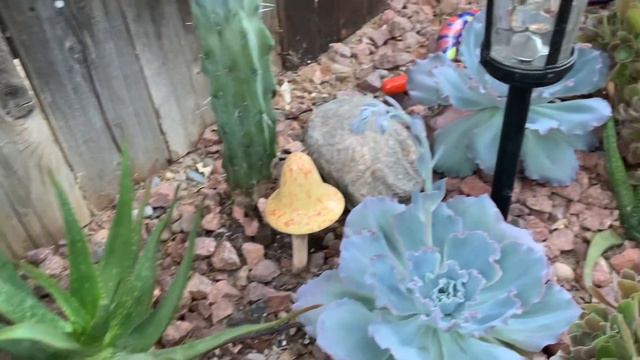 Cutting My Red Ruffled Echeveria Succulent смотреть онлайн