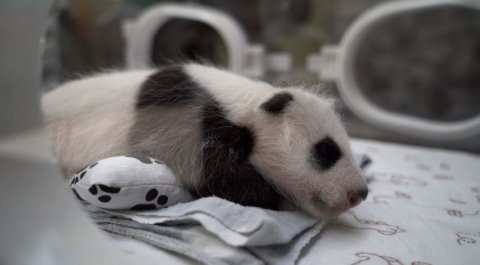 Полное мимими: в Московском зоопарке провели осмотр маленькой панды