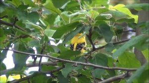 Жёлтые птахи у нас во дворе. Канарейки? Yellow birds...