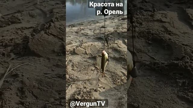 Красота на речке Орель #рыбалка #fishing #verguntv #рыбалка_в_каменском #весенний_клев