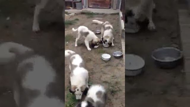 Щенки московской сторожевой смотреть онлайн