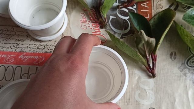 Пеперомия Джиллиан и хойя хеушкелиана дали корни?? смотреть онлайн