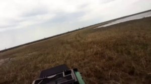 Ростин по болоту