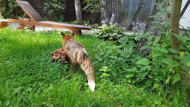 Алиса - лиса. Играем и еще немного расскажу о повадках лисы.