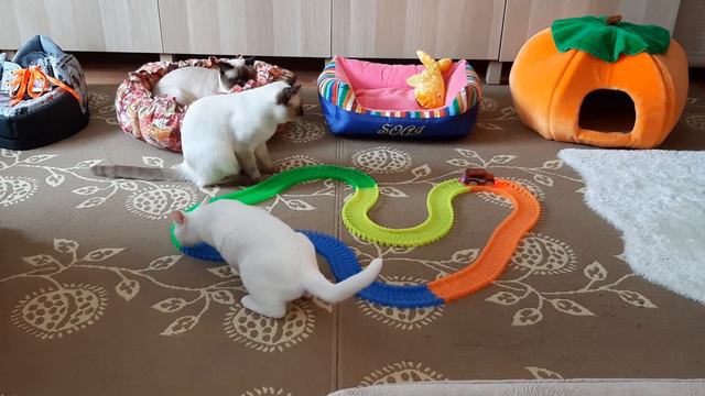 Котята сломали Magic Tracks и стали играть в догоняшки! Тайские кошки - это чудо! Funny Cats смотреть онлайн