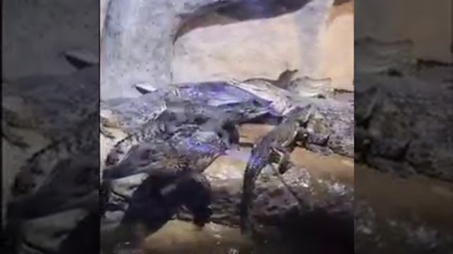 Что делать в Кризис? 10 шагов к успеху. онлайн курс. смотреть онлайн