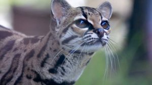 WildCat - Оцелот/Ocelot