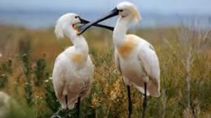 Заповедники Ростовской области