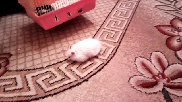 Как сбежать из клетки? План Хомячка ЛАПУШИ ! Видео урок от Хомки Лапушки смотреть онлайн