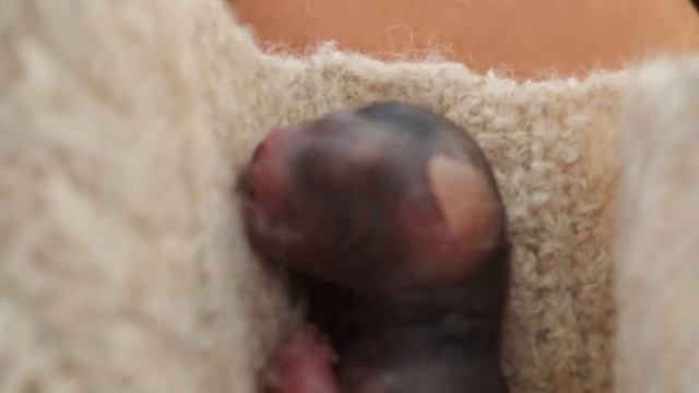 Боремся за жизнь недоношенного котенка